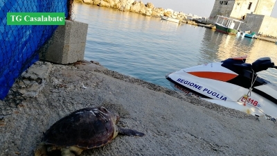 Ennesimo esemplare di caretta caretta morto in mare, ieri il ritrovamento in spiaggia