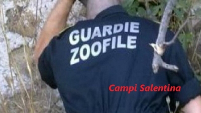 Sequestrato canile privato: carcasse di animali sarebbero state trovate in una cella frigo