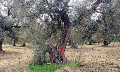 Cimice Zelus, arma contro la Xylella: lo studio dell&#039;entomologo Francesco Porcelli