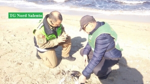 Ancora una tartaruga vittima della plastica sulle spiagge salentine