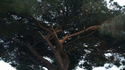 La forza prepotente del vento sradica alberi e pali della luce: disagi ma nessun ferito