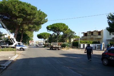 Taglio dei pini di viale Nino Di Palma, assoluzione degli imputati