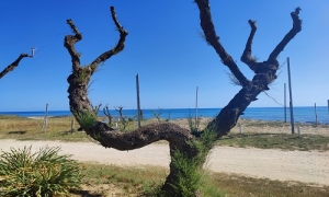 Casalabate: l&#039;associazione &quot;Marina di Canuta&quot; in prima linea per la salvaguardia dell&#039;ambiente