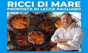 Ricci di mare, proposta di legge Pagliaro: &quot;quasi estinti, stop di tre anni alla pesca per consentire il ripopolamento della specie&quot;