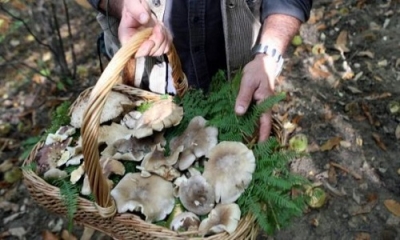 Ispettorato Micologico ASL Lecce: raccomandazioni e regole per evitare le intossicazioni da funghi freschi spontanei