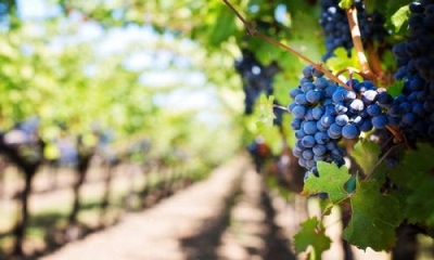 A Guagnano si torna a far festa: il 30 e il 31 luglio c’è la 40° Sagra dell’Uva Cardinal e del Vino