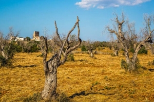 In arrivo contributi previsti per danni causati dalla Xylella fastidiosa