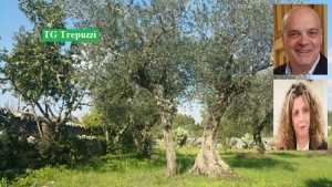 Taurino all’assemblea sulla xylella: «la ministra Lezzi dovrebbe agire con più trasparenza»