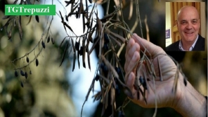 I Medici dicono sì all&#039;uso di fitofarmaci contro la xylella. Taurino: «scelta necessaria»