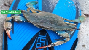 Le spiagge leccesi minacciate dalla presenza di una specie aliena, il ‘Granchio Azzurro’