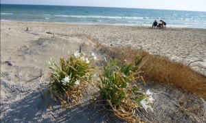 Casalabate Marina di Trepuzzi, legittima per il Tar la revoca di una concessione per un nuovo stabilimento balneare