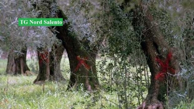 La rabbia di associazioni e imprenditori per la cattiva gestione del problema “Xylella”