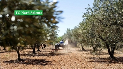 Agricoltori e hobbysti possono recarsi in campagna per le attività di contrasto alla xylella