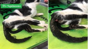 Critiche le condizioni del gatto Poldo, preso per coda e maltrattato da ignoti