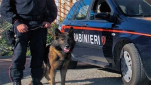 Cani antidroga nel circolo cittadino di Campi: dosi di hashish nascoste tra i panini