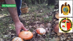 Corso per il permesso di raccolta funghi in tutta la Regione; si inizia il 15 gennaio