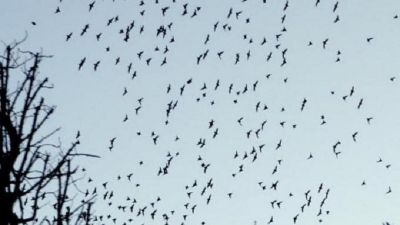 Trepuzzi, un bracconiere spara in cielo: colpiti circa duecento uccelli migratori